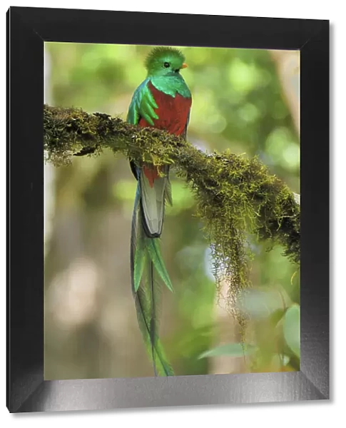 Resplendent Quetzal - male Cierro La Muerte, Costa Rica