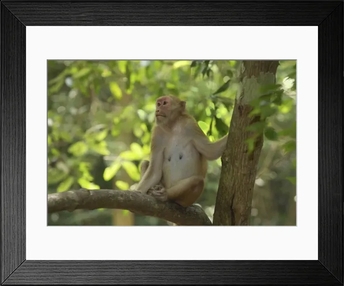 Framed Print : Assamese Macaque Erawan Nationalpark, Thailand Framed Print : Assamese Macaque Erawan Nationalpark, Thailand