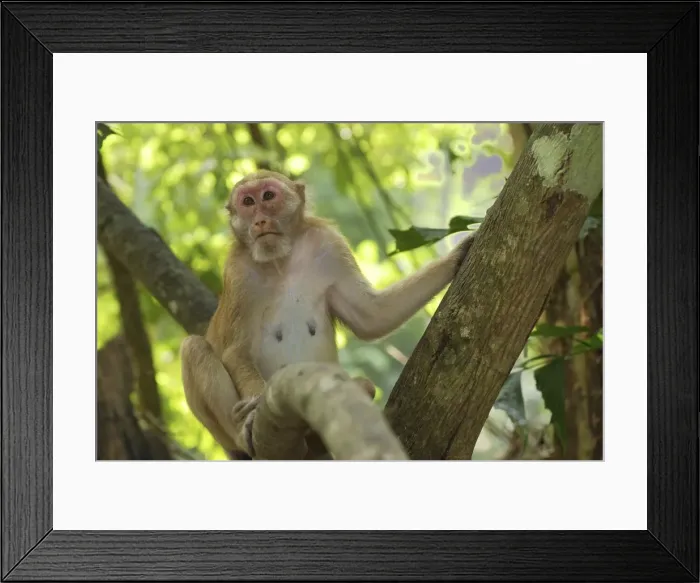 Framed Print : Assamese Macaque Erawan Nationalpark, Thailand Framed Print : Assamese Macaque Erawan Nationalpark, Thailand