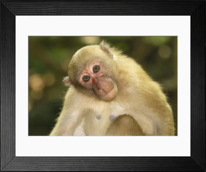 Framed Print : Assamese Macaque Erawan Nationalpark, Thailand Framed Print : Assamese Macaque Erawan Nationalpark, Thailand
