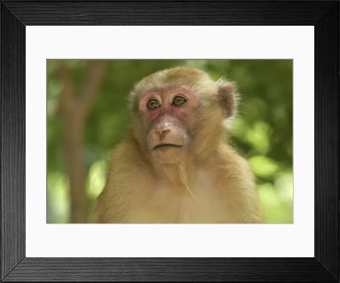 Framed Print : Assamese Macaque Erawan Nationalpark, Thailand Framed Print : Assamese Macaque Erawan Nationalpark, Thailand