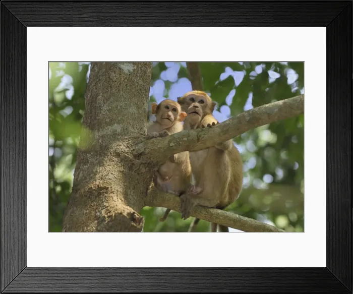 Framed Print : Assamese Macaque Erawan Nationalpark, Thailand Framed Print : Assamese Macaque Erawan Nationalpark, Thailand