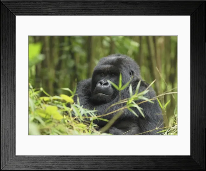 Framed Print : Mountain Gorilla Volcanoes National Park, Rwanda Framed Print : Mountain Gorilla Volcanoes National Park, Rwanda