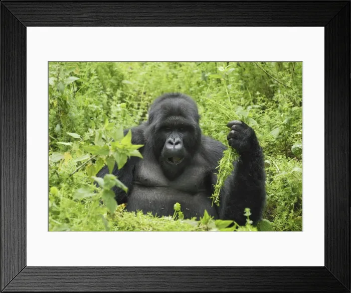 Framed Print : Mountain Gorilla - silverback Volcanoes National Park, Rwanda Framed Print : Mountain Gorilla - silverback Volcanoes National Park, Rwanda