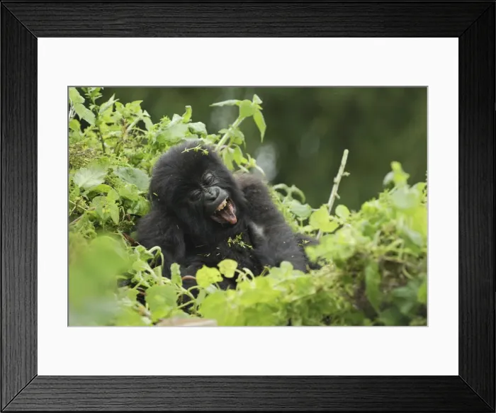 Framed Print : Mountain Gorilla - baby Volcanoes National Park, Rwanda Framed Print : Mountain Gorilla - baby Volcanoes National Park, Rwanda