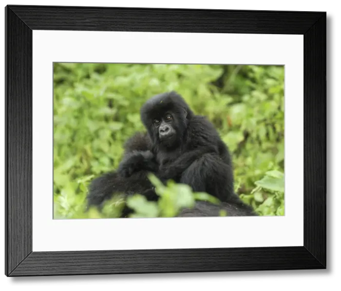 Framed Print : Mountain Gorilla - baby Volcanoes National Park, Rwanda Framed Print : Mountain Gorilla - baby Volcanoes National Park, Rwanda
