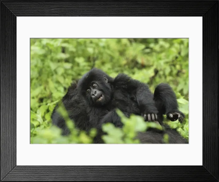 Framed Print : Mountain Gorilla Volcanoes National Park, Rwanda Framed Print : Mountain Gorilla Volcanoes National Park, Rwanda