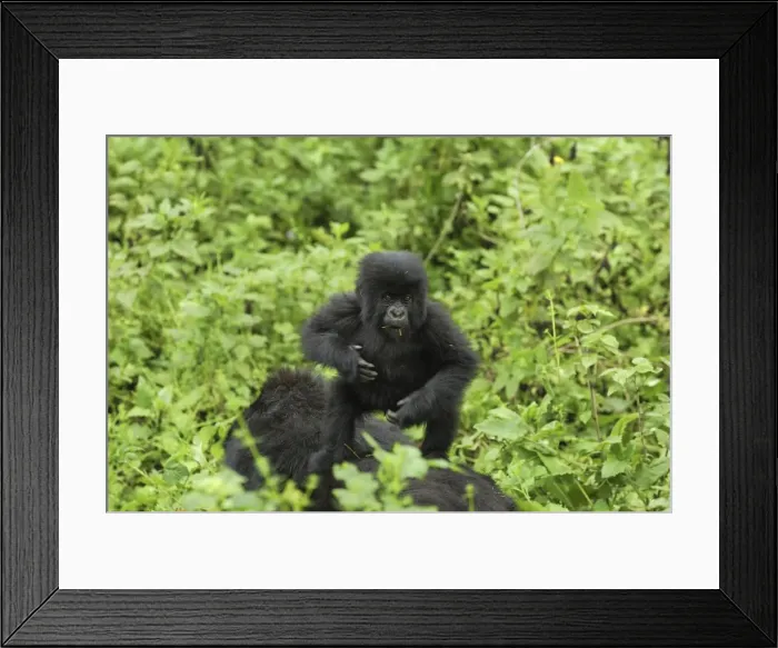 Framed Print : Mountain Gorilla Volcanoes National Park, Rwanda Framed Print : Mountain Gorilla Volcanoes National Park, Rwanda