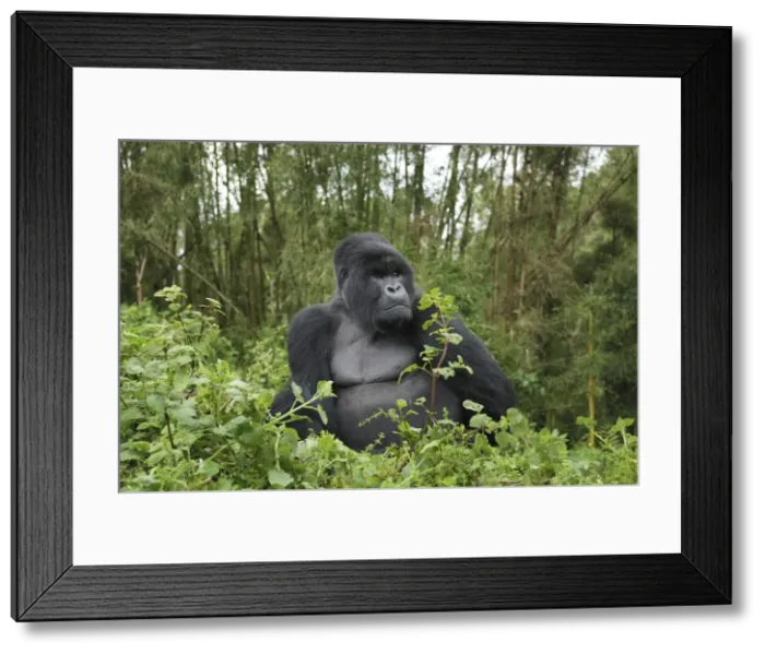 Framed Print : Mountain Gorilla - silverback Volcanoes National Park, Rwanda Framed Print : Mountain Gorilla - silverback Volcanoes National Park, Rwanda