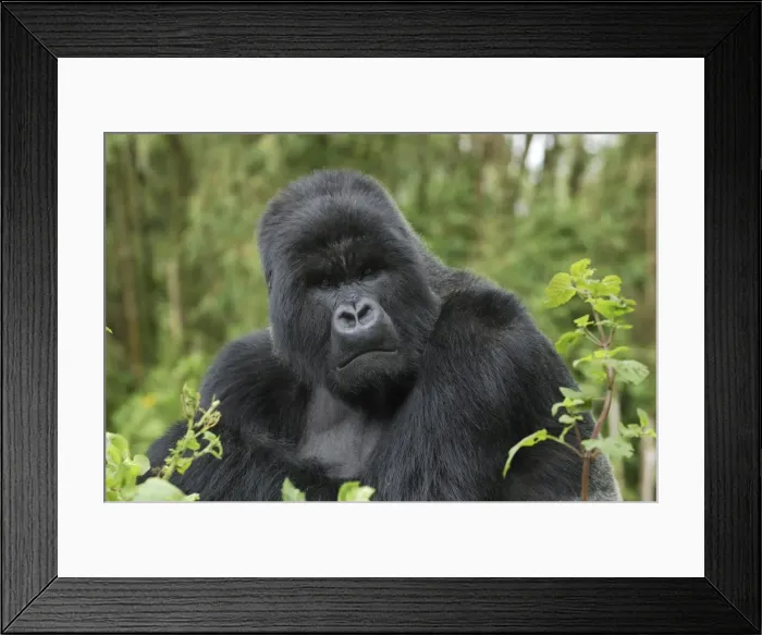 Framed Print : Mountain Gorilla - silverback Volcanoes National Park, Rwanda Framed Print : Mountain Gorilla - silverback Volcanoes National Park, Rwanda