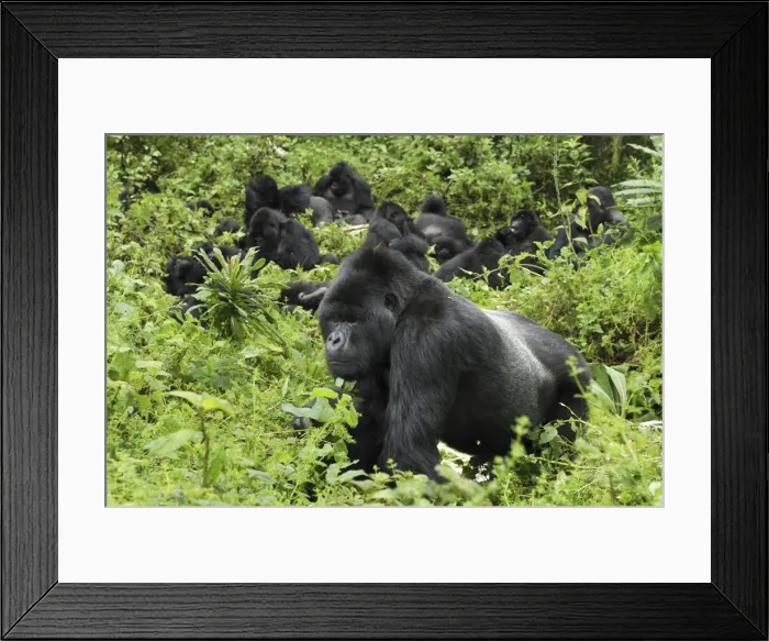 Framed Print : Mountain Gorilla - silverback Volcanoes National Park, Rwanda Framed Print : Mountain Gorilla - silverback Volcanoes National Park, Rwanda