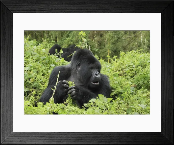 Framed Print : Mountain Gorilla - silverback eating Volcanoes National Park, Rwanda Framed Print : Mountain Gorilla - silverback eating Volcanoes National Park, Rwanda
