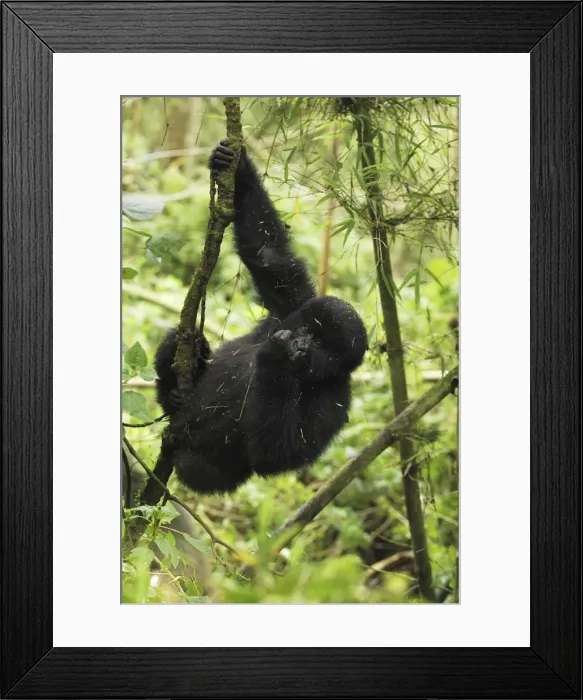 Framed Print : Mountain Gorilla Volcanoes National Park, Rwanda Framed Print : Mountain Gorilla Volcanoes National Park, Rwanda