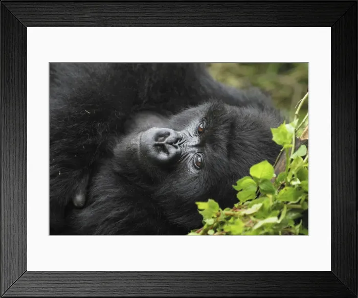 Framed Print : Mountain Gorilla Volcanoes National Park, Rwanda Framed Print : Mountain Gorilla Volcanoes National Park, Rwanda