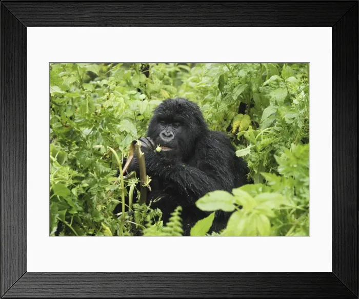 Framed Print : Mountain Gorilla - eating Volcanoes National Park, Rwanda Framed Print : Mountain Gorilla - eating Volcanoes National Park, Rwanda