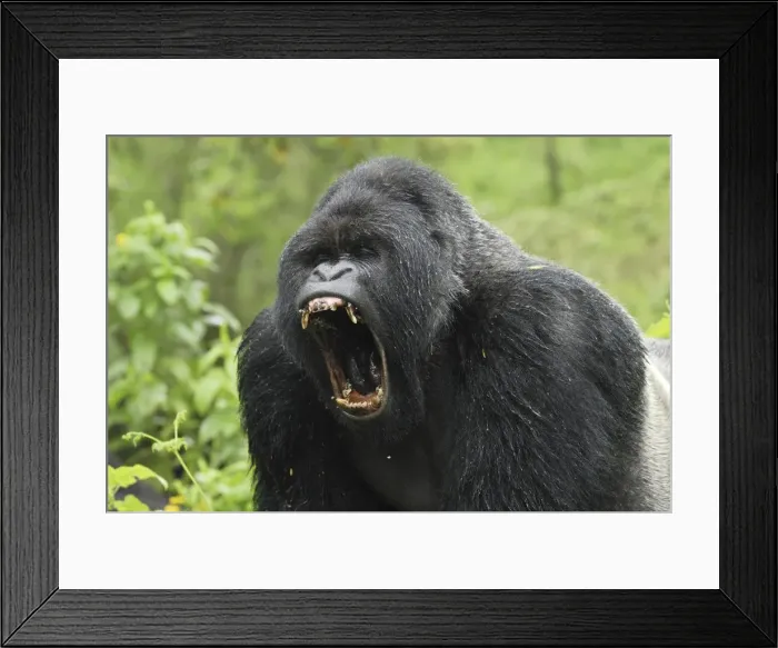 Framed Print : Mountain Gorilla - silverback Volcanoes National Park, Rwanda Framed Print : Mountain Gorilla - silverback Volcanoes National Park, Rwanda