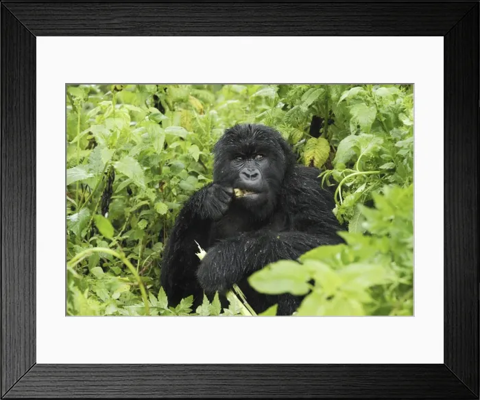 Framed Print : Mountain Gorilla - eating Volcanoes National Park, Rwanda Framed Print : Mountain Gorilla - eating Volcanoes National Park, Rwanda