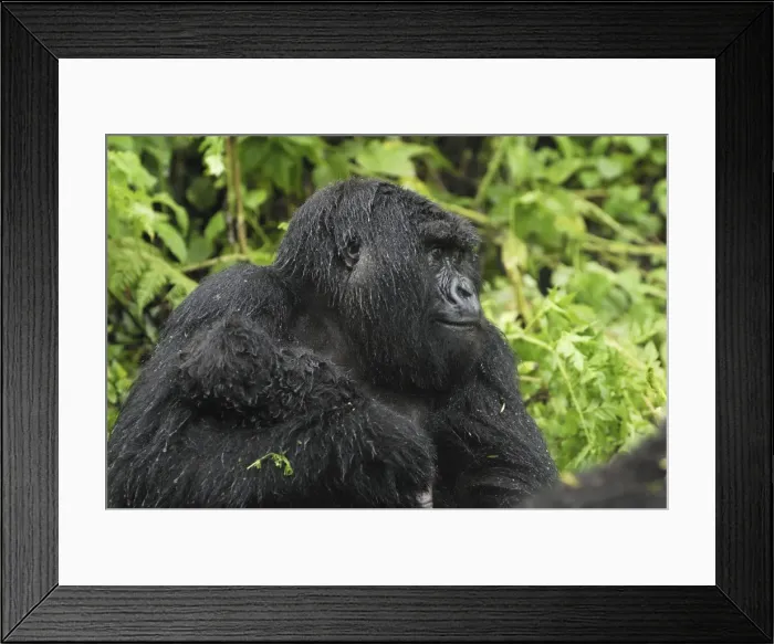 Framed Print : Mountain Gorilla Volcanoes National Park, Rwanda