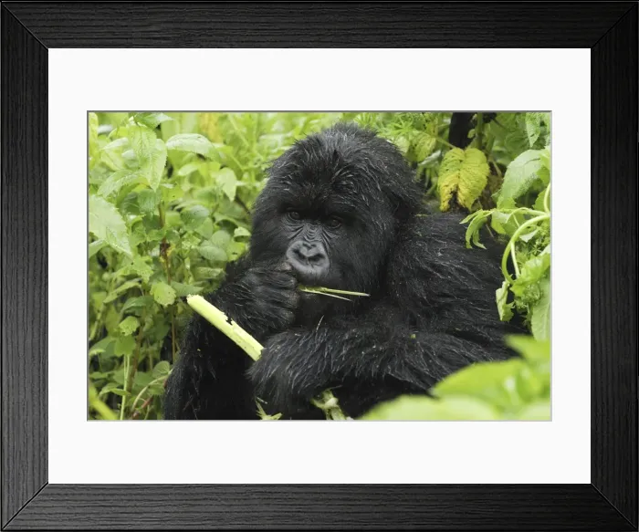 Framed Print : Mountain Gorilla - eating Volcanoes National Park, Rwanda Framed Print : Mountain Gorilla - eating Volcanoes National Park, Rwanda