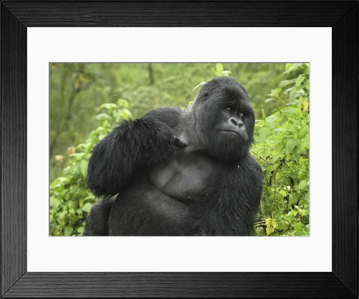 Framed Print : Mountain Gorilla - silverback Volcanoes National Park, Rwanda Framed Print : Mountain Gorilla - silverback Volcanoes National Park, Rwanda