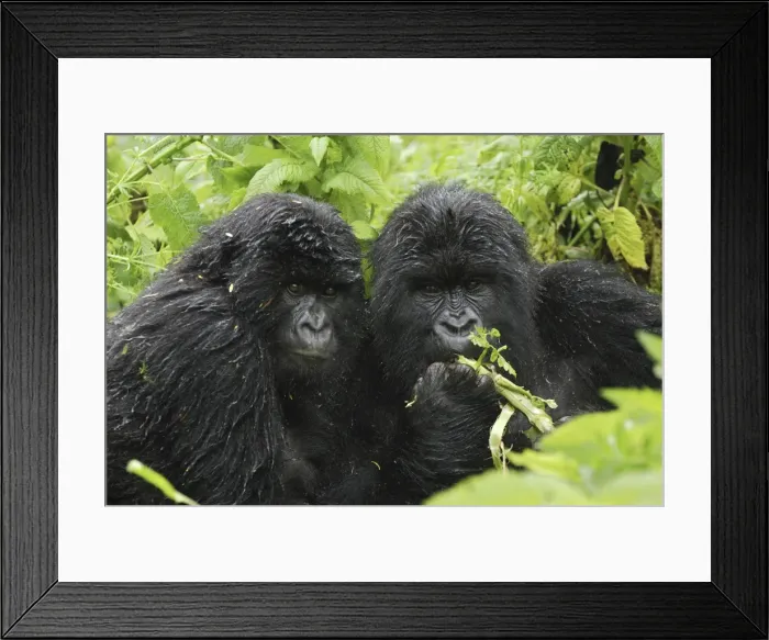 Framed Print : Mountain Gorilla - after rain Volcanoes National Park, Rwanda Framed Print : Mountain Gorilla - after rain Volcanoes National Park, Rwanda