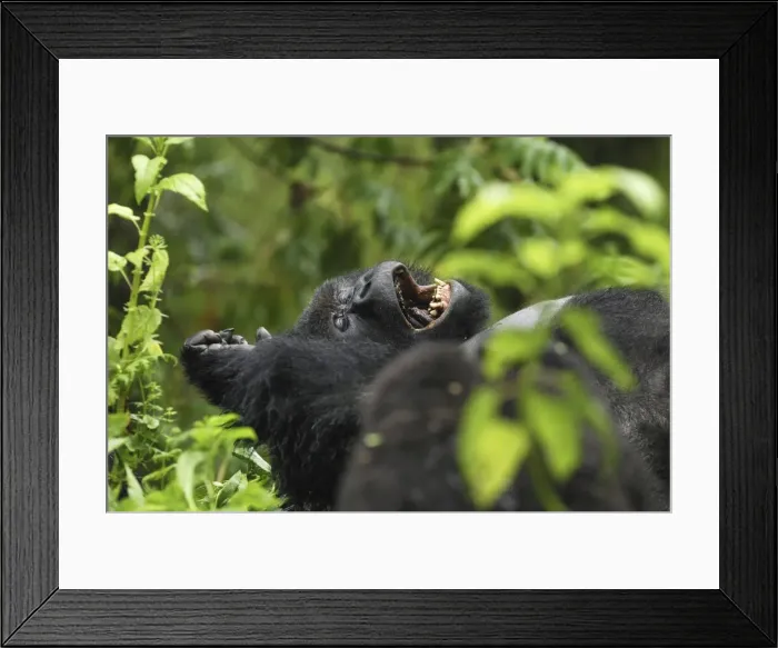 Framed Print : Mountain Gorilla Volcanoes National Park, Rwanda Framed Print : Mountain Gorilla Volcanoes National Park, Rwanda