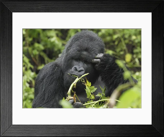Framed Print : Mountain Gorilla - silverback eating Volcanoes National Park, Rwanda Framed Print : Mountain Gorilla - silverback eating Volcanoes National Park, Rwanda