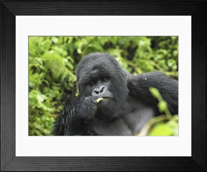 Framed Print : Mountain Gorilla - silverback eating Volcanoes National Park, Rwanda Framed Print : Mountain Gorilla - silverback eating Volcanoes National Park, Rwanda