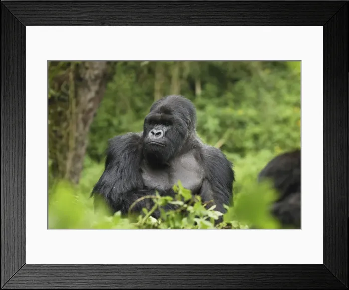 Framed Print : Mountain Gorilla - silverback Volcanoes National Park, Rwanda Framed Print : Mountain Gorilla - silverback Volcanoes National Park, Rwanda