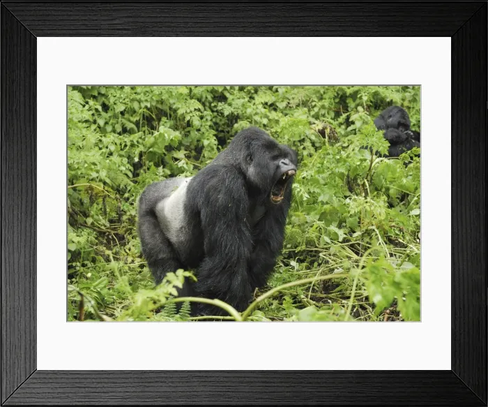 Framed Print : Mountain Gorilla - silverback Volcanoes National Park, Rwanda Framed Print : Mountain Gorilla - silverback Volcanoes National Park, Rwanda