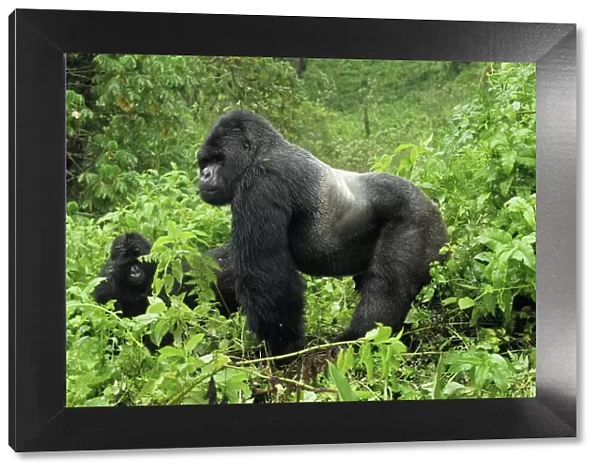 Mountain Gorilla - silverback Volcanoes National Park, Rwanda