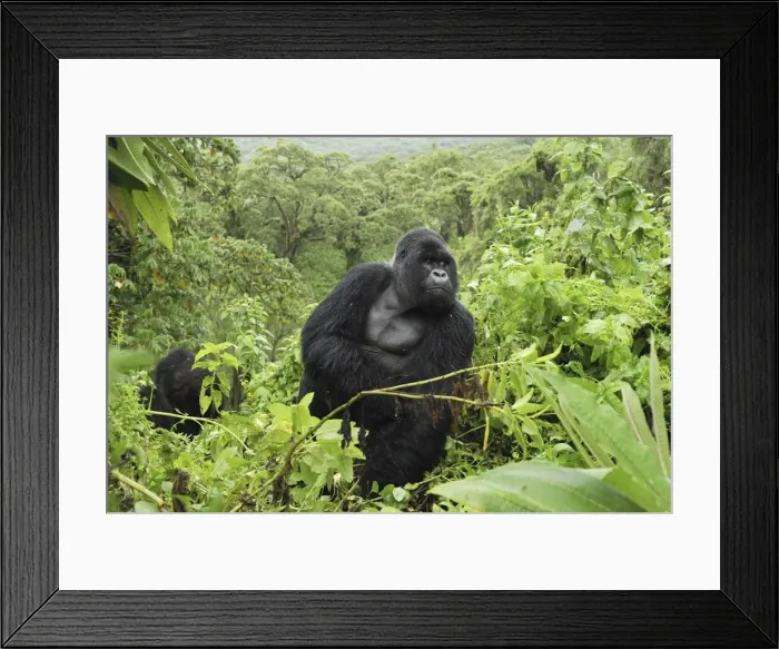 Framed Print : Mountain Gorilla - silverback Volcanoes National Park, Rwanda Framed Print : Mountain Gorilla - silverback Volcanoes National Park, Rwanda