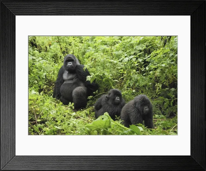 Framed Print : Mountain Gorilla Volcanoes National Park, Rwanda Framed Print : Mountain Gorilla Volcanoes National Park, Rwanda