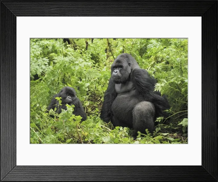 Framed Print : Mountain Gorilla Volcanoes National Park, Rwanda Framed Print : Mountain Gorilla Volcanoes National Park, Rwanda