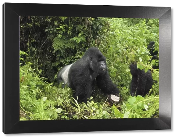 Mountain Gorilla - silverback eating bracket fungi Volcanoes National Park, Rwanda
