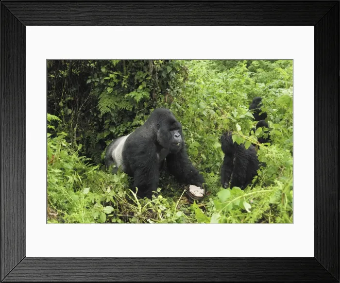 Framed Print : Mountain Gorilla - silverback eating bracket fungi Volcanoes National Park, Rwanda Framed Print : Mountain Gorilla - silverback eating bracket fungi Volcanoes National Park, Rwanda