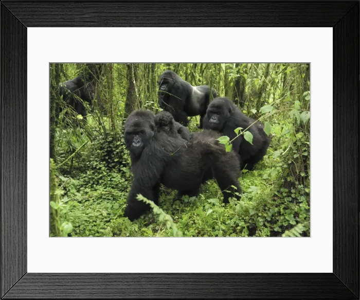 Framed Print : Mountain Gorilla Volcanoes National Park, Rwanda Framed Print : Mountain Gorilla Volcanoes National Park, Rwanda