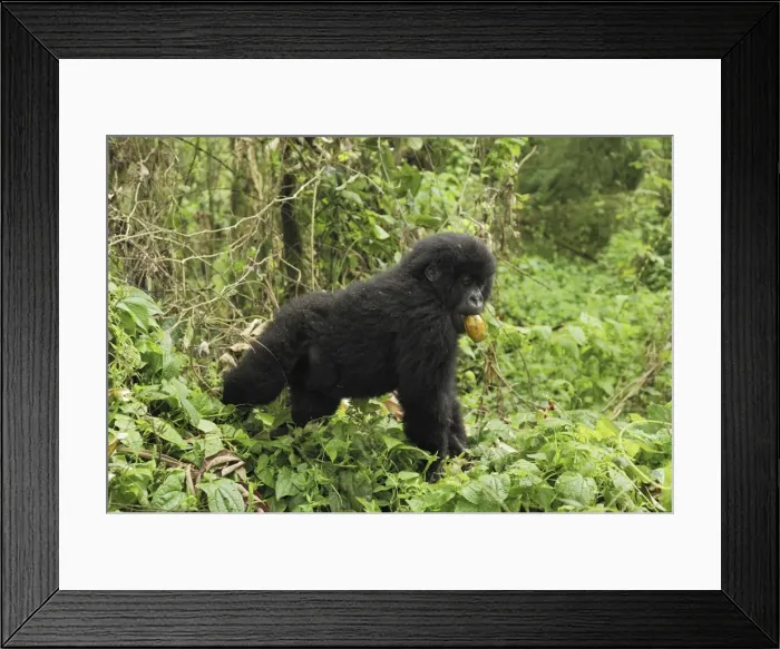 Framed Print : Mountain Gorilla - eating a fruit Volcanoes National Park, Rwanda Framed Print : Mountain Gorilla - eating a fruit Volcanoes National Park, Rwanda