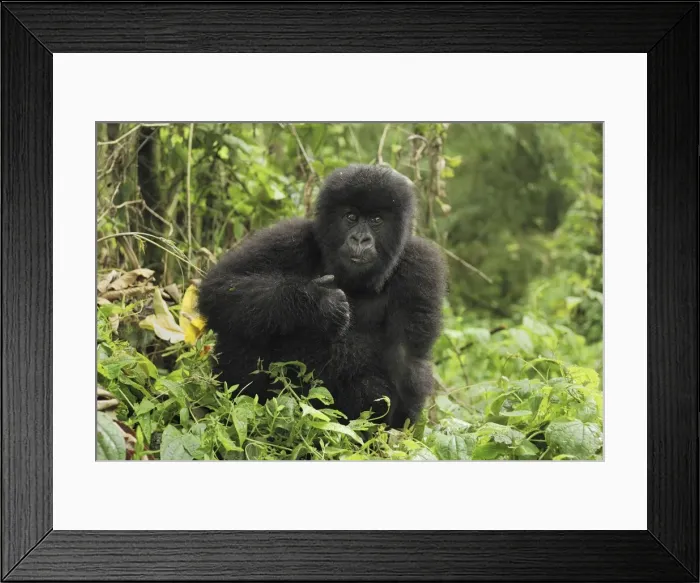 Framed Print : Mountain Gorilla Volcanoes National Park, Rwanda Framed Print : Mountain Gorilla Volcanoes National Park, Rwanda