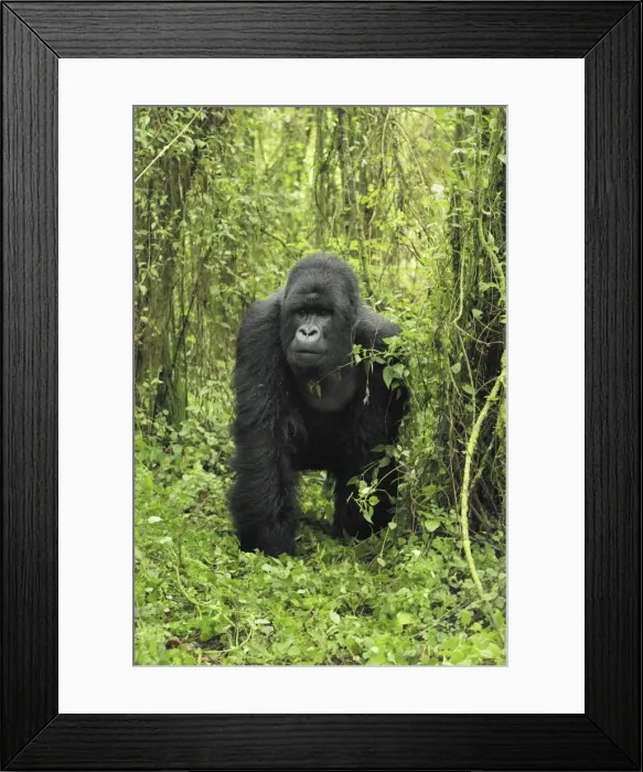 Framed Print : Mountain Gorilla - silverback Volcanoes National Park, Rwanda