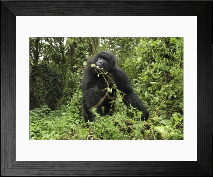 Framed Print : Mountain Gorilla - eating Volcanoes National Park, Rwanda Framed Print : Mountain Gorilla - eating Volcanoes National Park, Rwanda