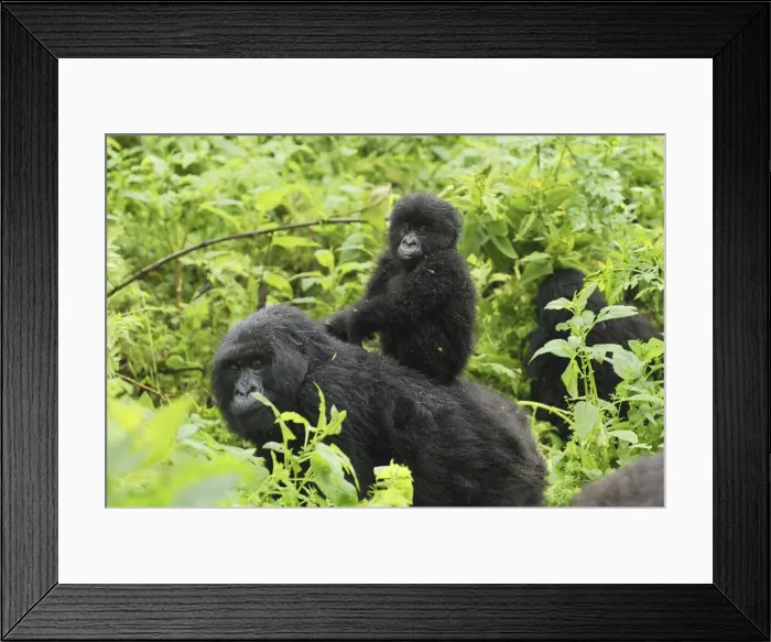 Framed Print : Mountain Gorilla - female with baby Volcanoes National Park, Rwanda Framed Print : Mountain Gorilla - female with baby Volcanoes National Park, Rwanda