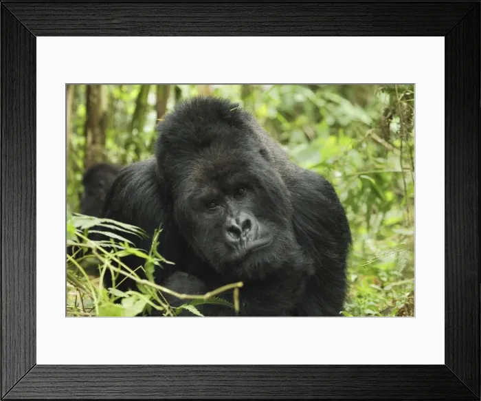 Framed Print : Mountain Gorilla - silverback Volcanoes National Park, Rwanda Framed Print : Mountain Gorilla - silverback Volcanoes National Park, Rwanda