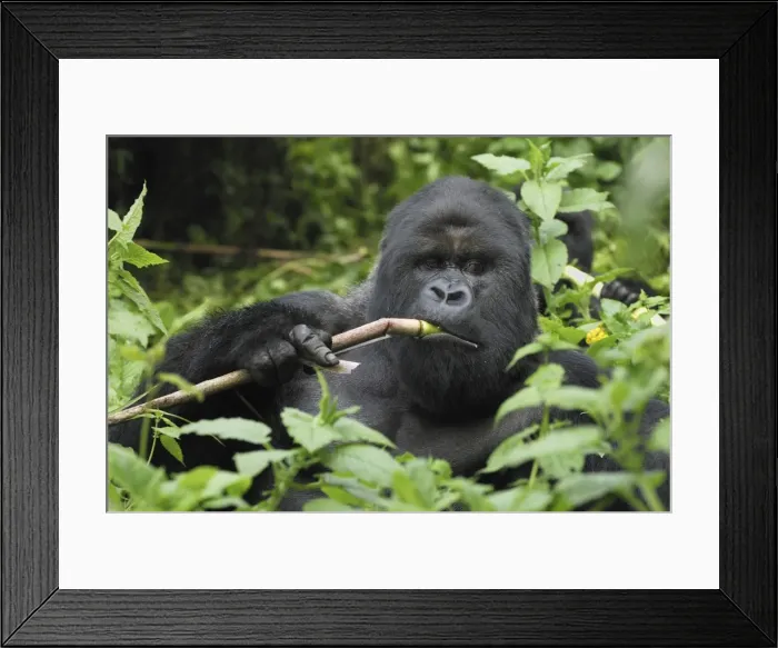 Framed Print : Mountain Gorilla - silverback eating Volcanoes National Park, Rwanda Framed Print : Mountain Gorilla - silverback eating Volcanoes National Park, Rwanda