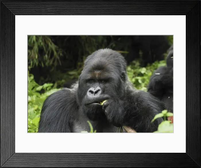 Framed Print : Mountain Gorilla - silverback eating Volcanoes National Park, Rwanda Framed Print : Mountain Gorilla - silverback eating Volcanoes National Park, Rwanda