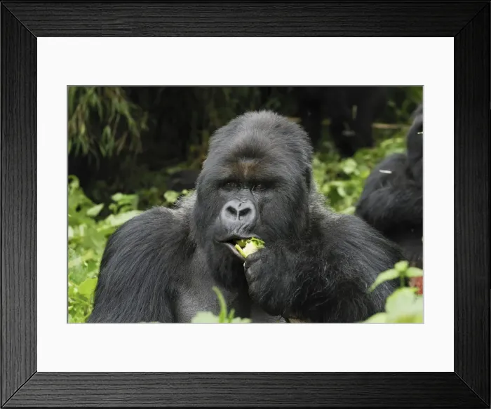 Framed Print : Mountain Gorilla - silverback eating Volcanoes National Park, Rwanda Framed Print : Mountain Gorilla - silverback eating Volcanoes National Park, Rwanda