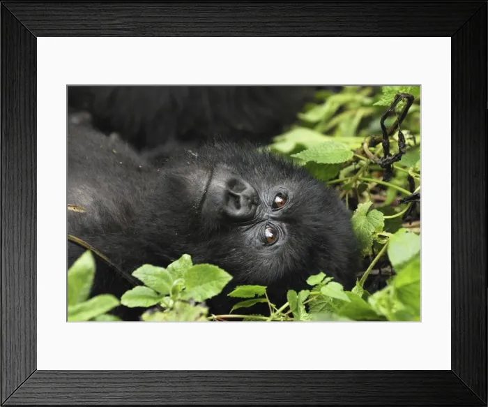 Framed Print : Mountain Gorilla Volcanoes National Park, Rwanda Framed Print : Mountain Gorilla Volcanoes National Park, Rwanda