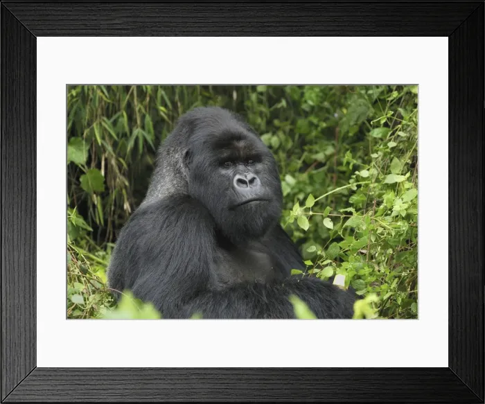 Framed Print : Mountain Gorilla - silverback Volcanoes National Park, Rwanda