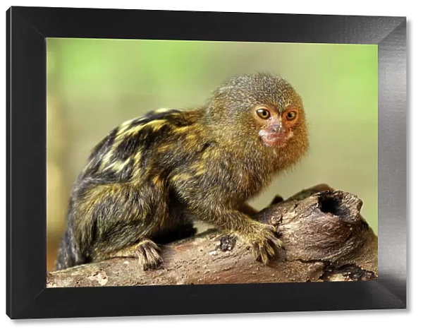 Pygmy Marmoset Amazon Forest, Leticia, Colombia