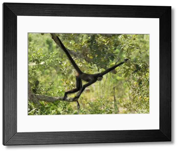 Framed Print : Black-handed Spider Monkey Belize Framed Print : Black-handed Spider Monkey Belize